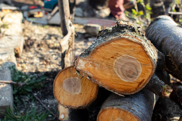 Surf City, NJ Tree Care Company